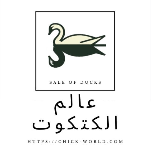 Chick world