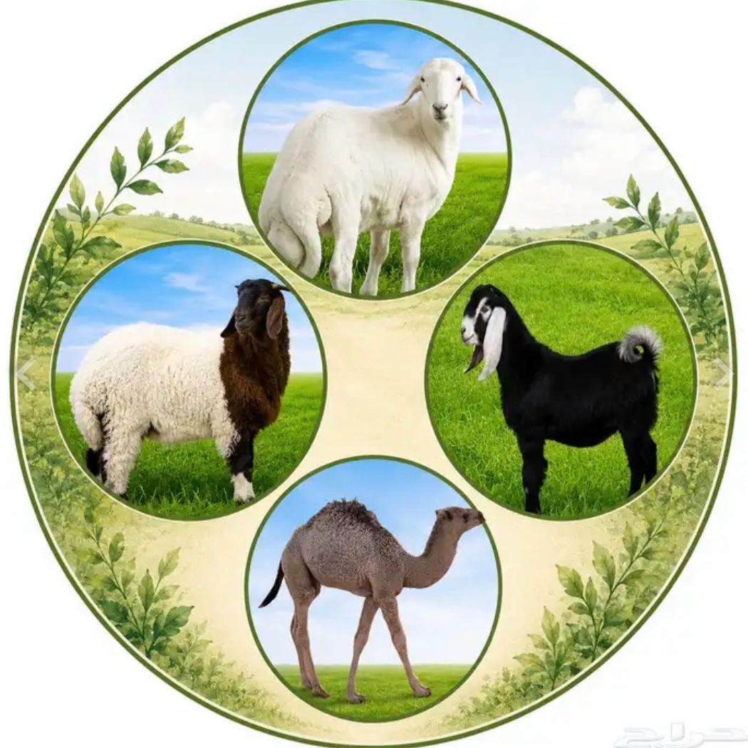 أنعام نبات الربيع