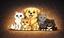 Burr & woof family