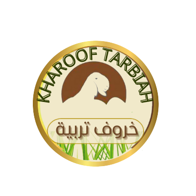 خروف تربية