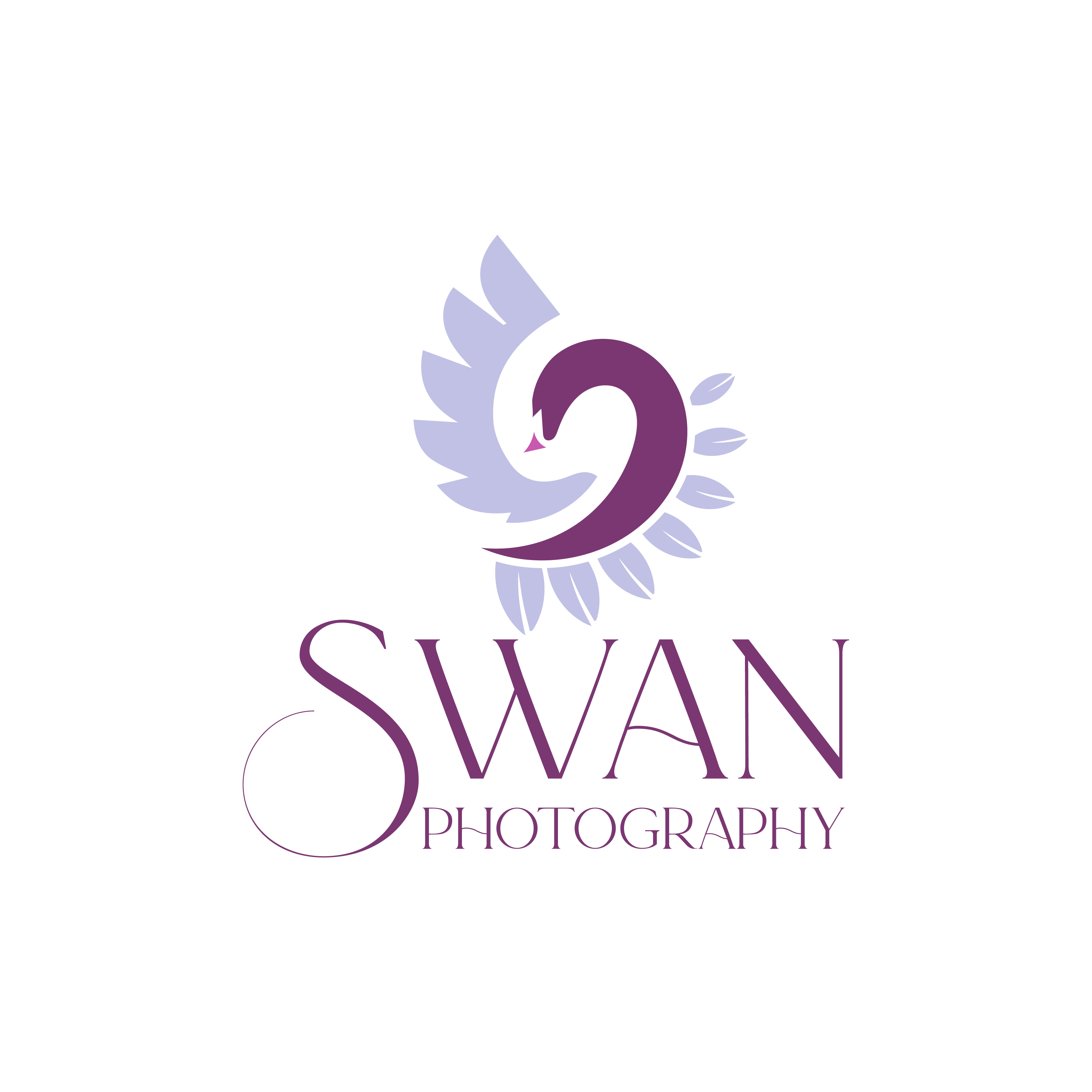 swan photography